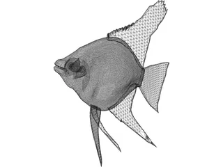 Pterophyum Scalare 3D Model preview