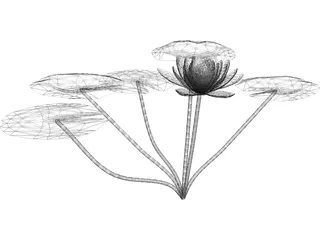 Lilly Water 3D Model preview