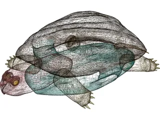 Turtle (Terrapene Ornata) 3D Model preview