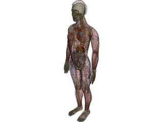 Man with Internal Organs 3D Model preview