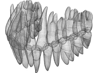 Teeth 3D Model preview