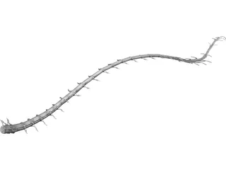 Spinal Cord 3D Model preview