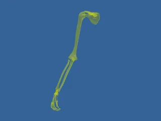 Arm Bone 3D Model preview