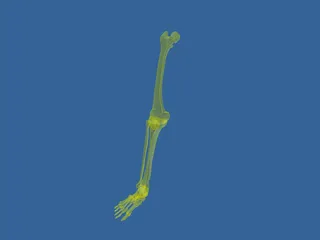 Leg Bone 3D Model preview