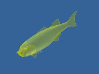 Fish 3D Model preview