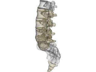 Lumbar Vertebrae Sacrum And Coccyx 3D Model preview