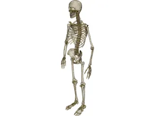 Skeleton Male 3D Model preview