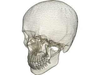 Skull Male 3D Model preview