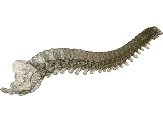 Vertebral Column 3D Model preview