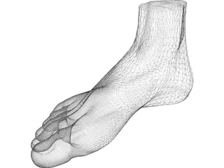 Foot 3D Model preview