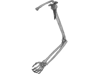 Arm Left 3D Model preview