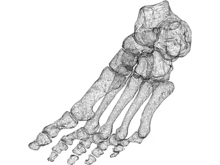 Foot Bone Left 3D Model preview