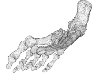 Foot Bone Right 3D Model preview