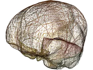 Dura Mater 3D Model preview
