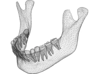 Jaw Lower 3D Model preview