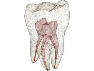Molar 3D Model preview