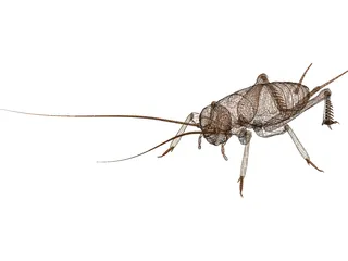 Cricket 3D Model preview