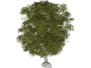 Maple Tree 3D Model preview
