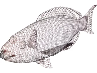 Red Parrotfish 3D Model preview