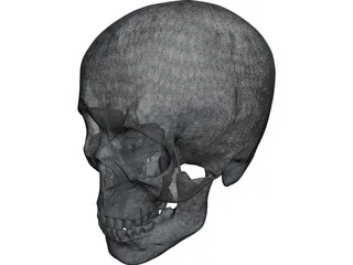 Skull 3D Model preview