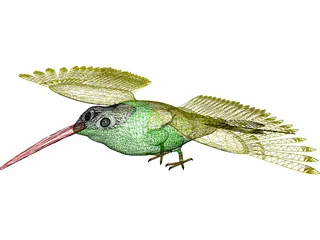Hummingbird 3D Model preview