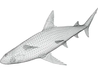 Sandbar Shark 3D Model preview