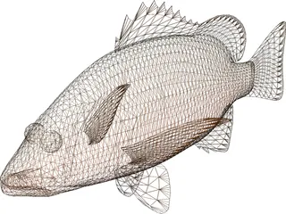 Mangrove Red Snapper 3D Model preview