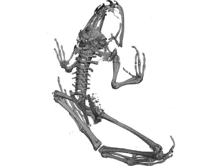 Frog Skeleton 3D Model preview
