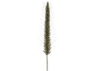 Corn Ear 3D Model preview