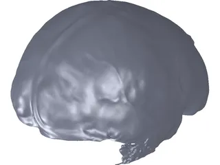 Brain 3D Model preview