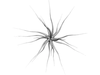 Neuron 3D Model preview