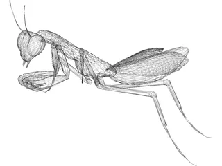 Praying Mantis 3D Model preview