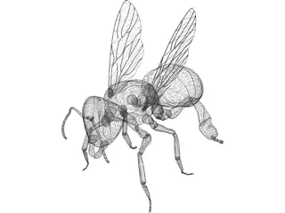 Bee 3D Model preview