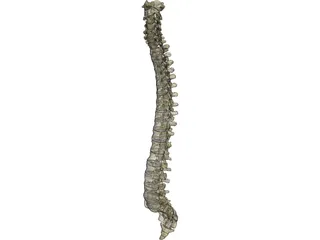 Vertebral Column 3D Model preview
