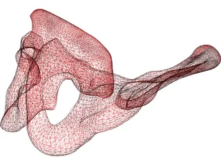 Pelvis Male 3D Model preview