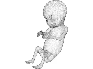 Fetus 12-Week 3D Model preview