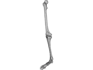 Leg Bone Female Right 3D Model preview