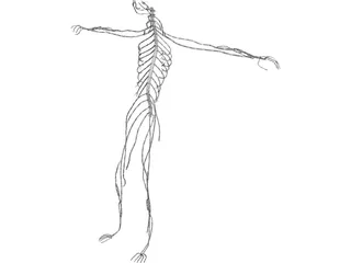 Nervous System 3D Model preview