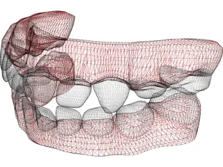 Teeth Childs 3D Model preview