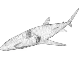Blue Shark 3D Model preview
