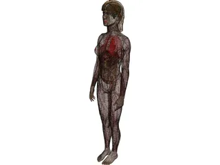 Woman [+Internal Organs] 3D Model preview