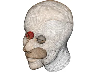 Head Human 3D Model preview