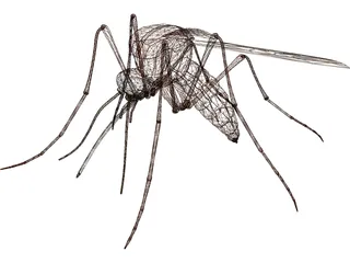 Mosquito 3D Model preview