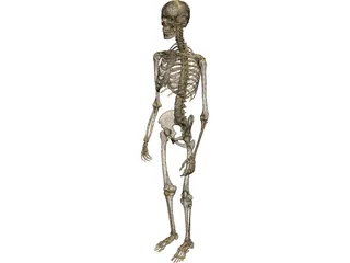 Skeleton Male 3D Model preview