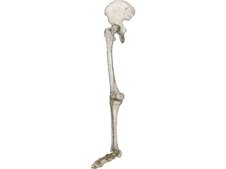 Leg Bone Right 3D Model preview