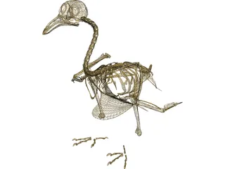 Pigeon Skeleton 3D Model preview