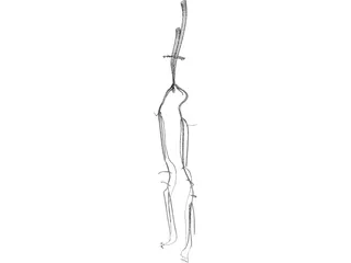 Veins and Arteries Lower 3D Model preview