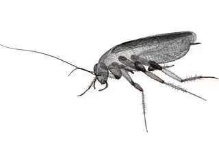 Cockroach 3D Model preview