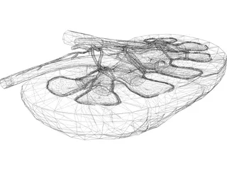 Kidney Interior 3D Model preview