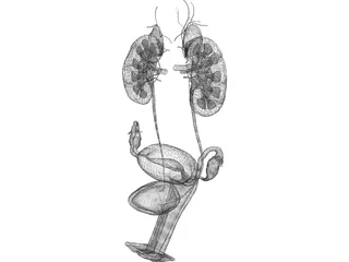 Urinary and Reproductive System Female 3D Model preview
